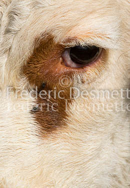 Cattle 29 (Bos primigenius)