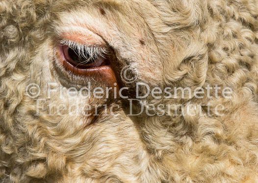 Cattle 25 (Bos primigenius)