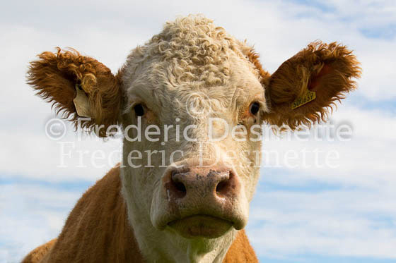 Cattle 26 (Bos primigenius)