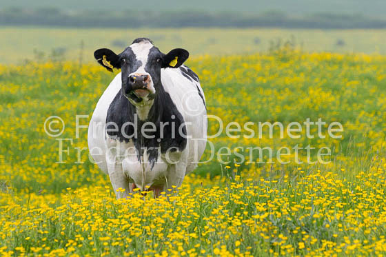 Cattle 39 (Bos primigenius)