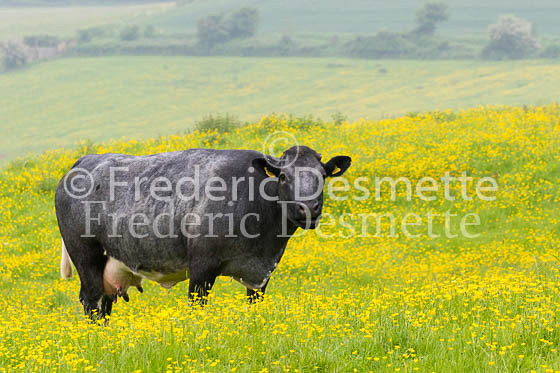 Cattle 38 (Bos primigenius)