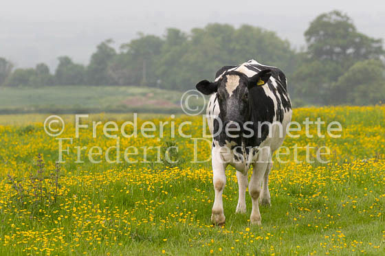 Cattle 41 (Bos primigenius)