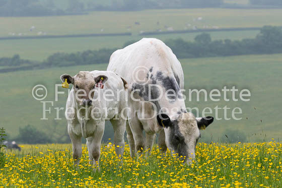 Cattle 42 (Bos primigenius)
