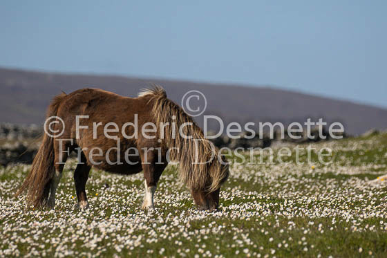 Shetland poney 71 (Equus caballus)