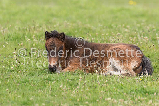 Shetland poney 4 (Equus caballus)