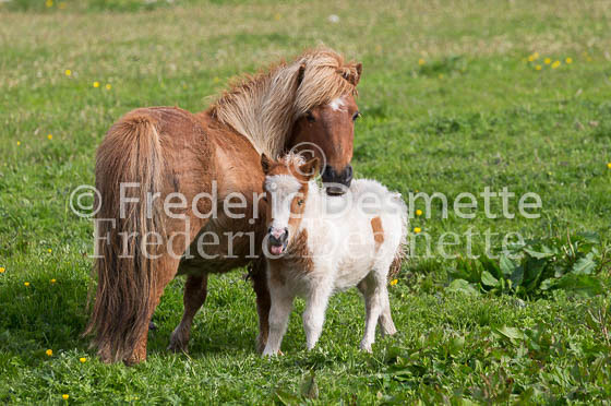 Shetland poney 27 (Equus caballus)