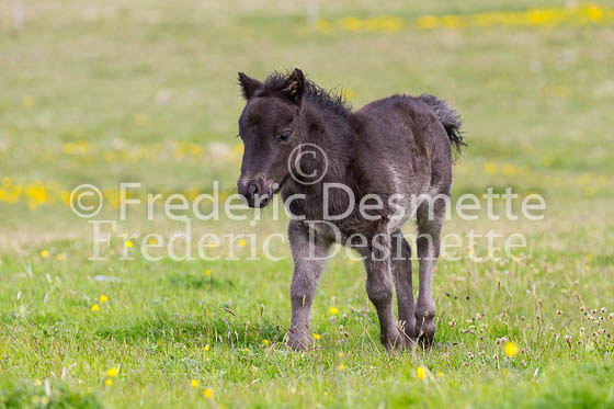 Shetland Poney 2 (Equus caballus)