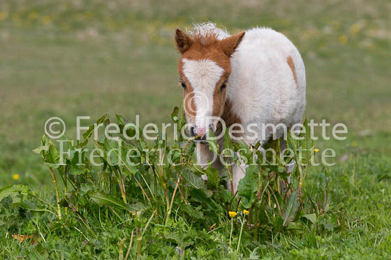Shetland poney 29 (Equus caballus)