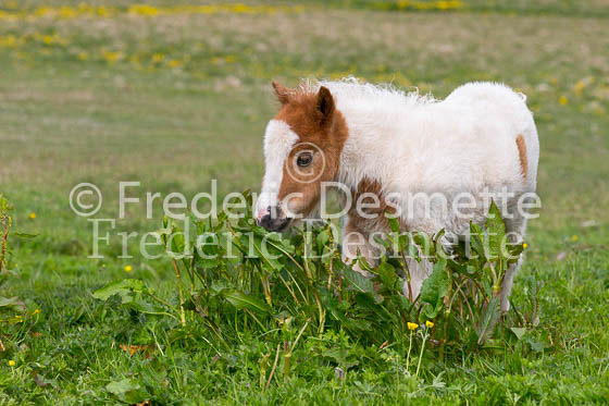 Shetland poney 30 (Equus caballus)