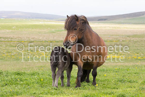 Shetland poney 31 (Equus caballus)