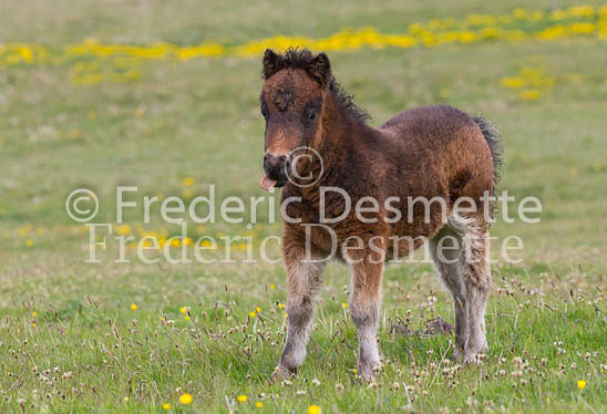 Shetland poney 32 (Equus caballus)