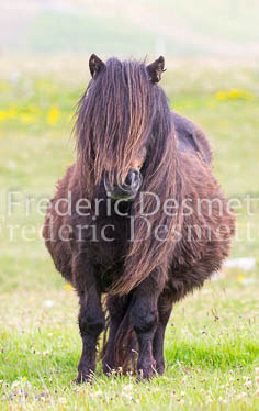 Shetland poney 33 (Equus caballus)