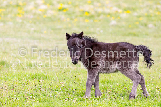 Shetland poney 34 (Equus caballus)