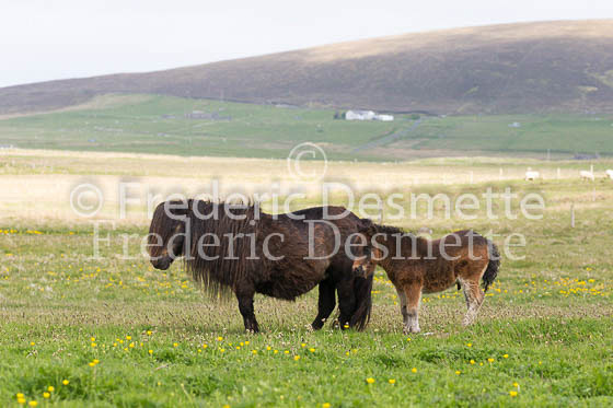Shetland poney 35 (Equus caballus)