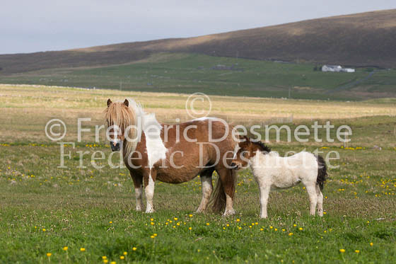 Shetland poney 36 (Equus caballus)