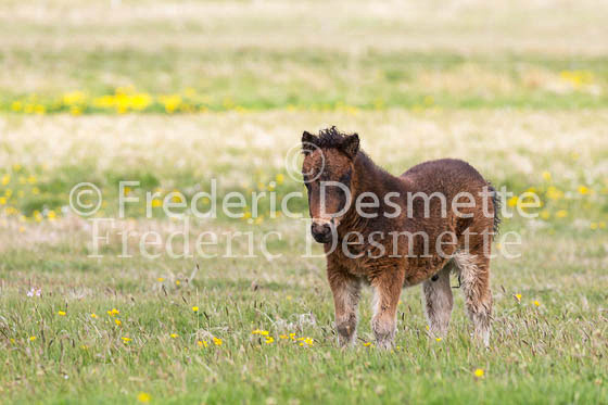 Shetland poney 37 (Equus caballus)