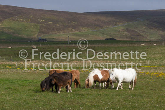 Shetland poney 39 (Equus caballus)