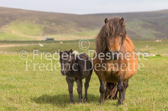 Shetland poney 42 (Equus caballus)
