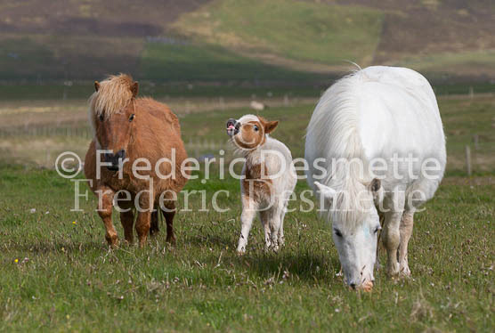 Shetland poney 41 (Equus caballus)