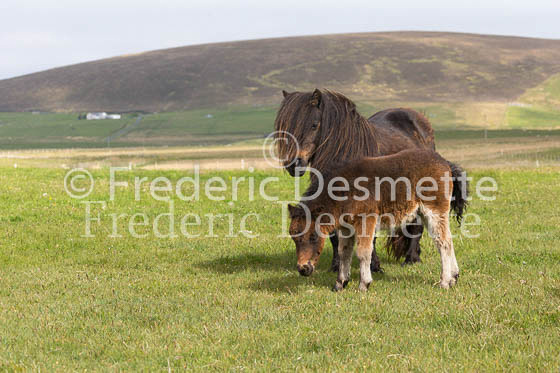 Shetland poney 43 (Equus caballus)
