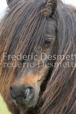 Shetland poney 63 (Equus caballus)