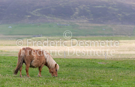 Shetland poney 66 (Equus caballus)