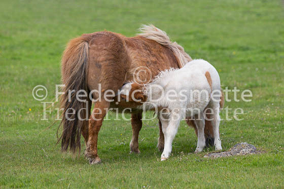Shetland poney 65 (Equus caballus)