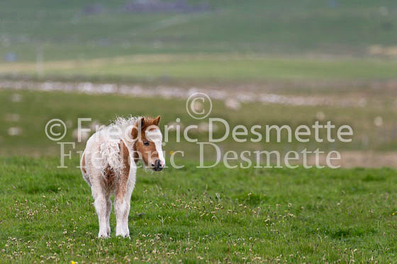 Shetland poney 68 (Equus caballus)