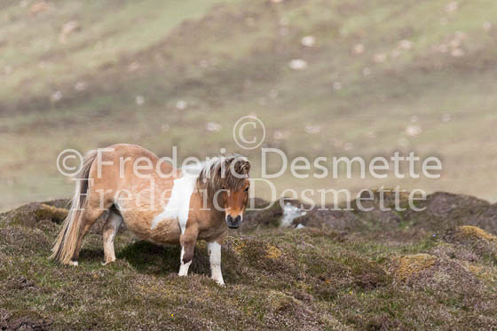 Shetland poney 69 (Equus caballus)