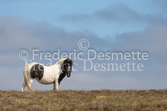 Shetland poney 24 (Equus caballus)