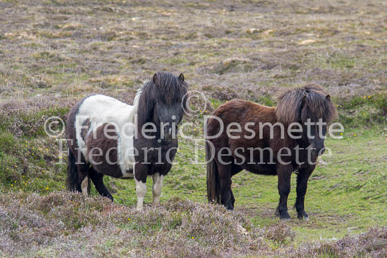 Shetland poney 58 (Equus caballus)