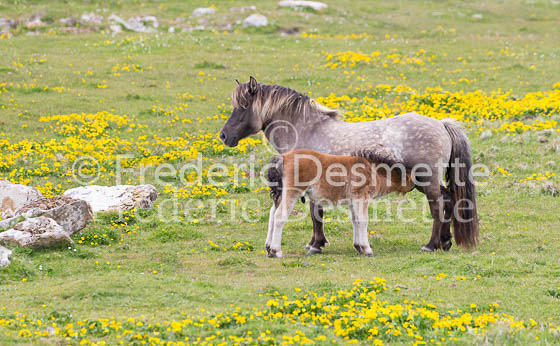 Shetland poney 44 (Equus caballus)