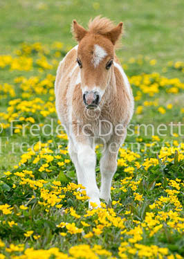 Shetland poney 45 (Equus caballus)