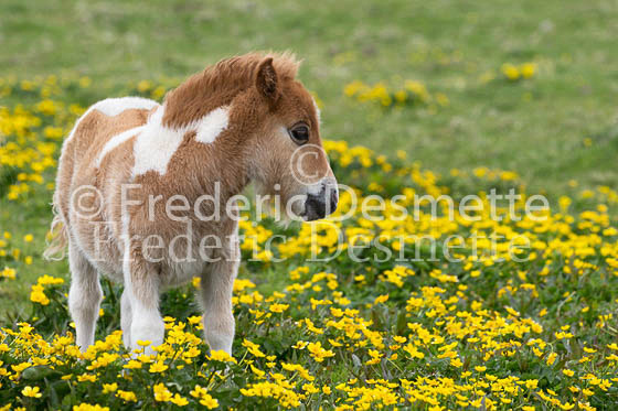 Shetland poney 46 (Equus caballus)