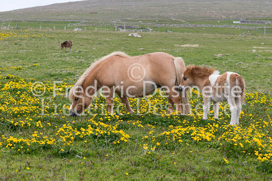 Shetland poney 48 (Equus caballus)