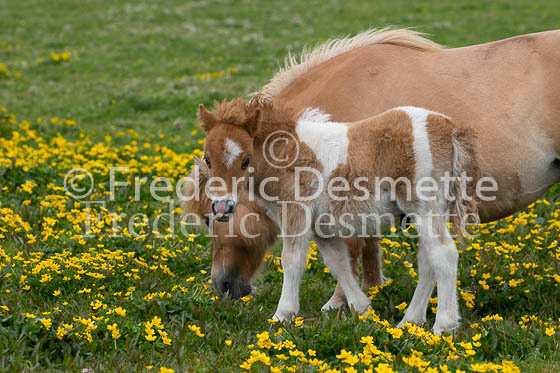 Shetland poney 50 (Equus caballus)