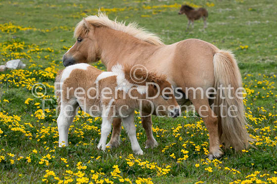 Shetland poney 51 (Equus caballus)
