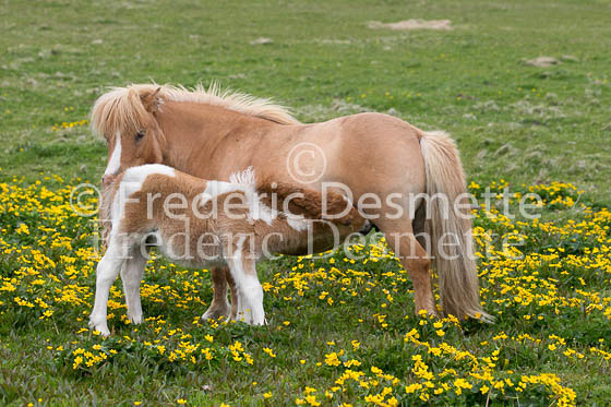 Shetland poney 52 (Equus caballus)