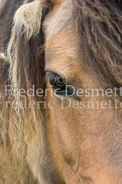Shetland poney 67 (Equus caballus)