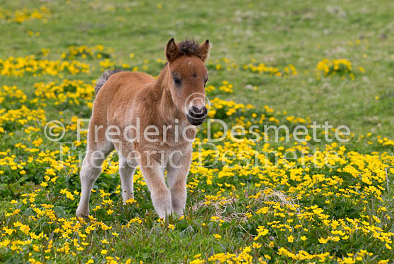 Shetland poney 54 (Equus caballus)