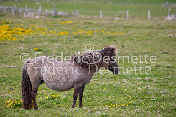 Shetland poney 57 (Equus caballus)