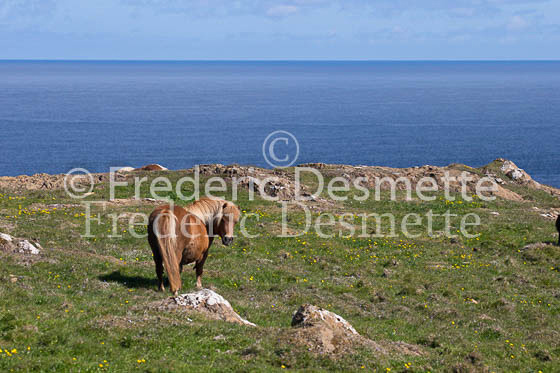 Shetland poney 17 (Equus caballus)