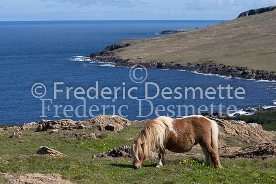Shetland poney 19 (Equus caballus)