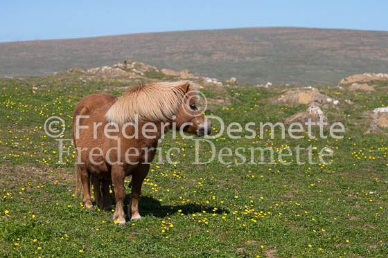 Shetland poney 20 (Equus caballus)