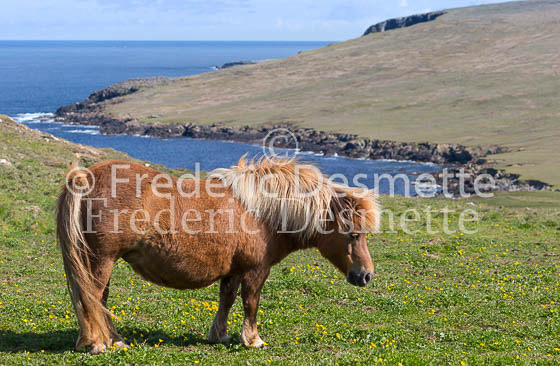 Shetland poney 21 (Equus caballus)