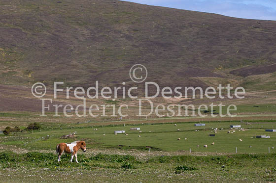 Shetland poney 11 (Equus caballus)