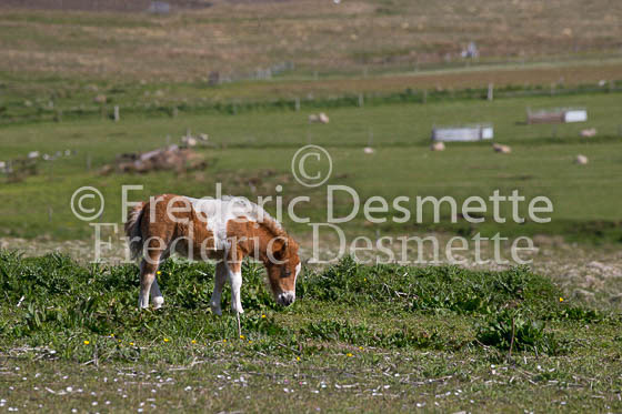 Shetland poney 12 (Equus caballus)