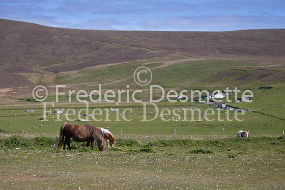 Shetland poney 13 (Equus caballus)