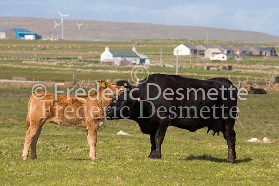 Angus beef cattle 1 (Bos taurus)
