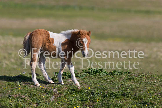 Shetland poney 25 (Equus caballus)